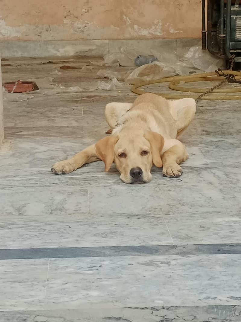 LABRADOR RETRIEVER 2