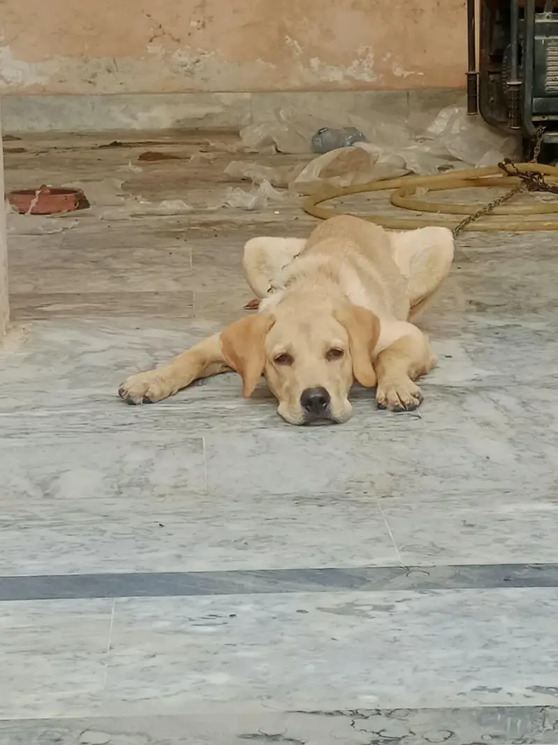 LABRADOR RETRIEVER — photo 3