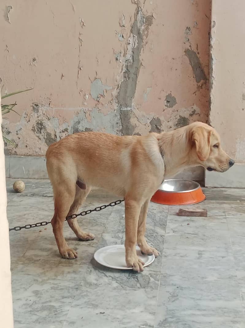 LABRADOR RETRIEVER 3