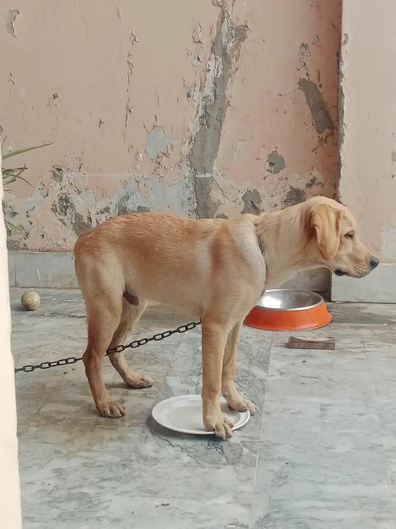 LABRADOR RETRIEVER — photo 4