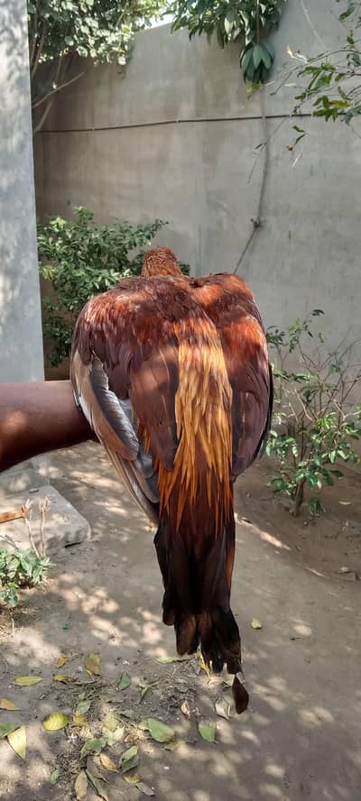 Three mianwali breed orange , white and black male  03040991565