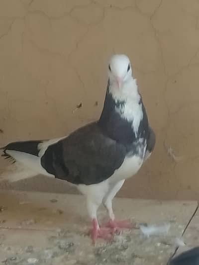 sharazi breeder pair