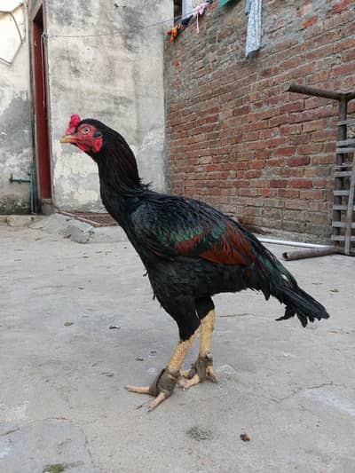 black red male aseel
