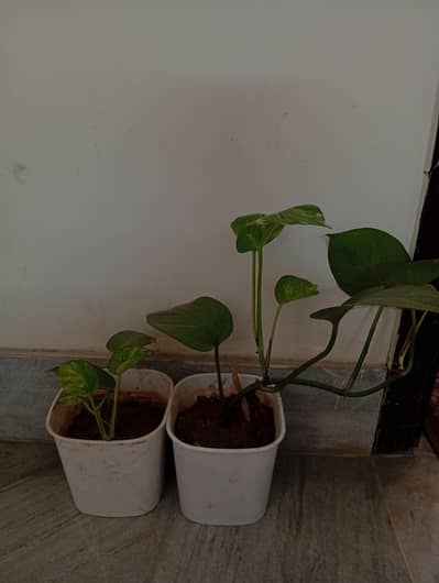 green photos and money plant