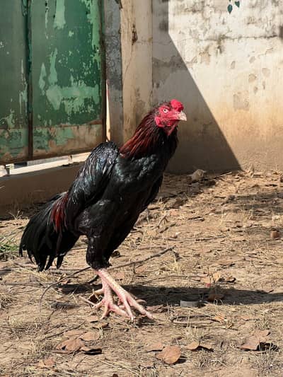 Shamo Aseel Patha For Sale, Only 18 months age