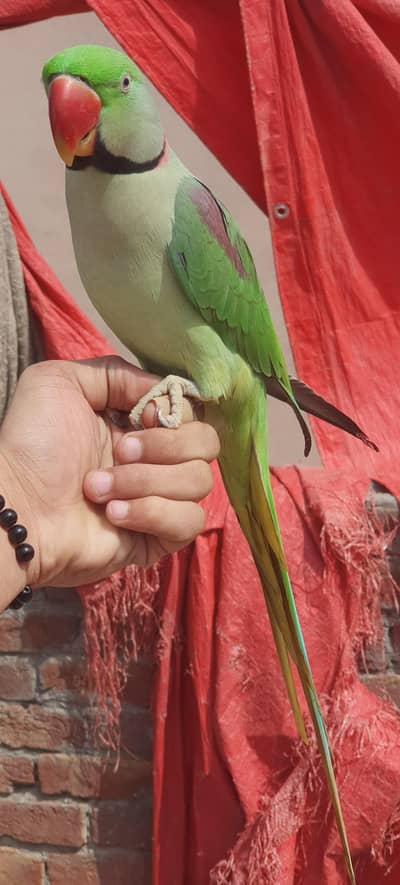 raw parrot full hand bolane wala
