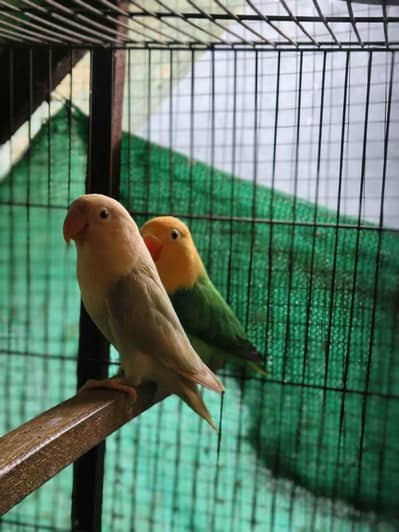 Lovebirds for sale