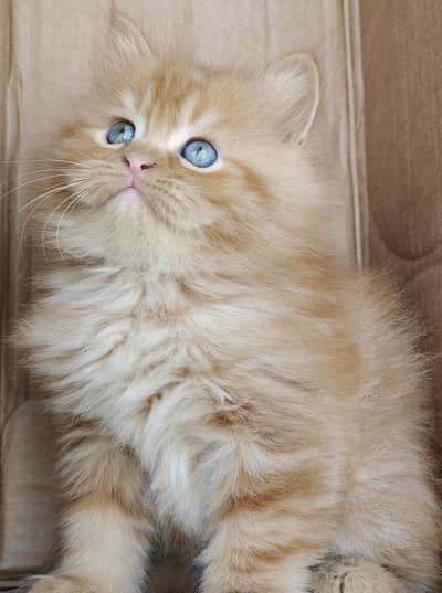 3 Male Persian Cats available for sale