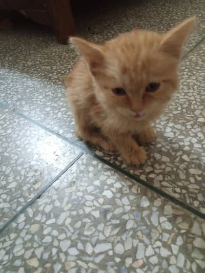 51 days old ginger kitten