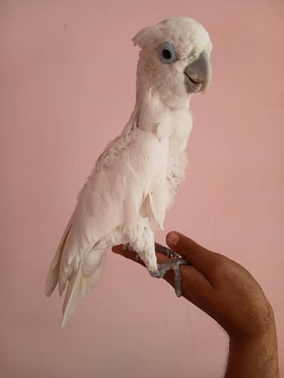 Ducorp tamed cocato /03156376925