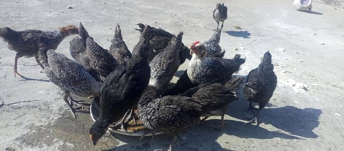Golden Misri chicks for sale