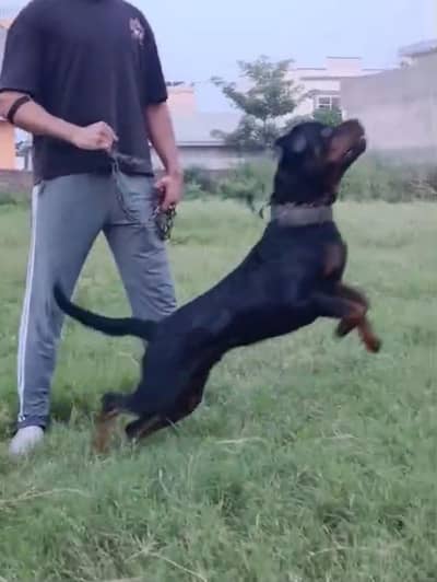 Rottweiler male for sale