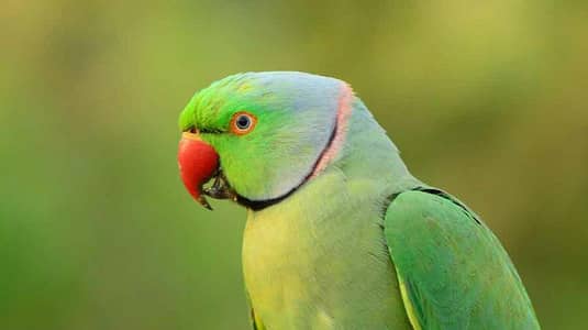 Parrot for Sale