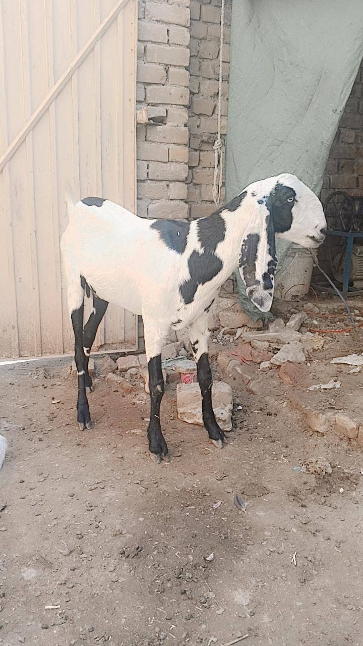 بارہ ماہ کی خوبصورت بیٹل بکری 0