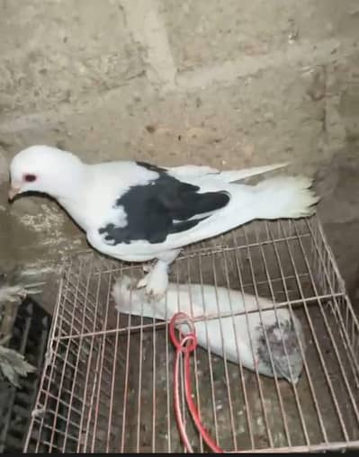 Sherazi pigeons for sell