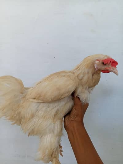 chicken