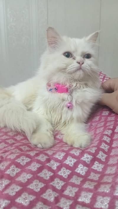 4 months kitten for sale