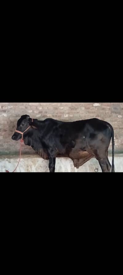 Bachra for Sale | Desi Vacha | Bull 12 Janwar