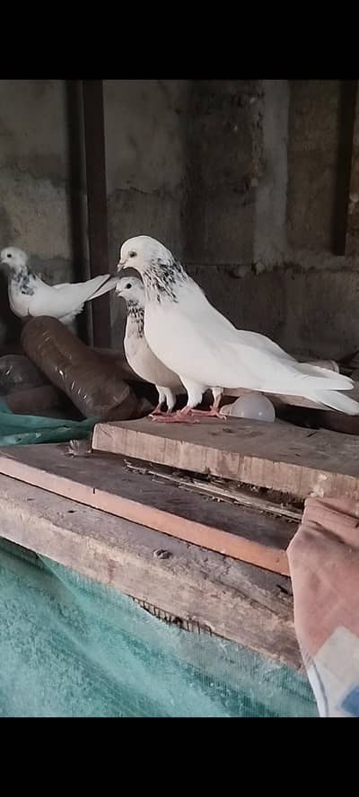 Sialkoti motiyo wale pigeons