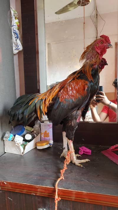 Aseel mianwali murga