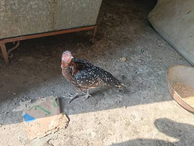 Aseel murgi pure egg dati hai