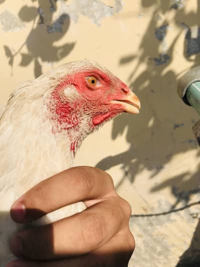 Aseel white shamo female