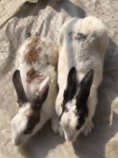 Rabbit and finch