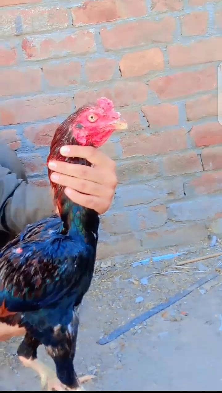 aseel murga 0