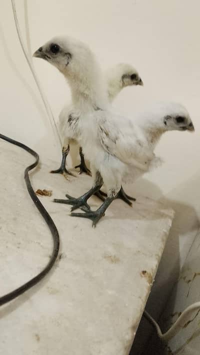 Dragon x parrot beak chiks