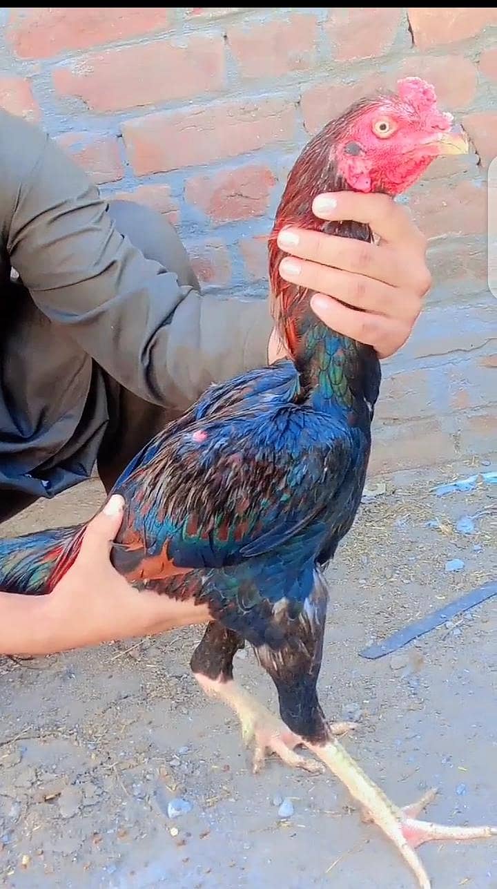 aseel murga 2
