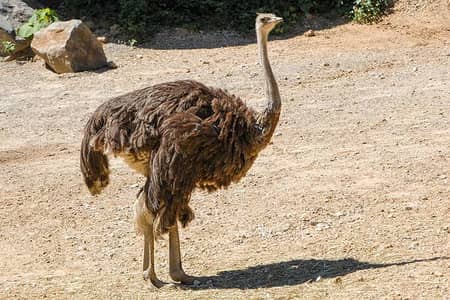 Ostrich Pair