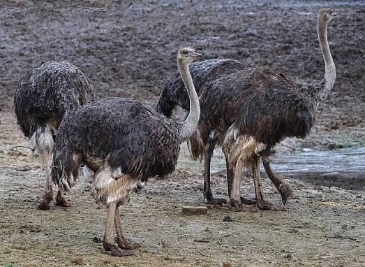 Ostrich Pair 2