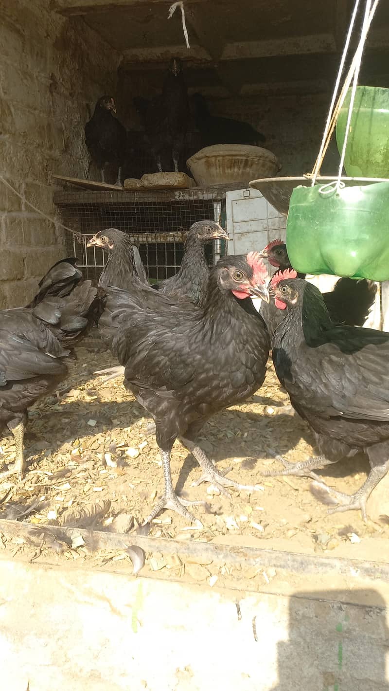Austrlop pathian patha available 0