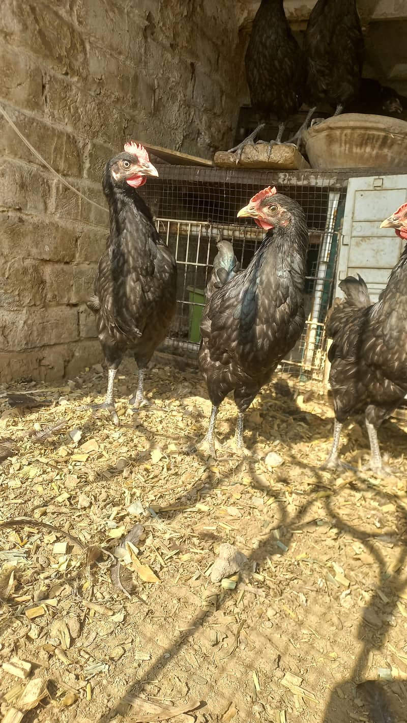Austrlop pathian patha available 1
