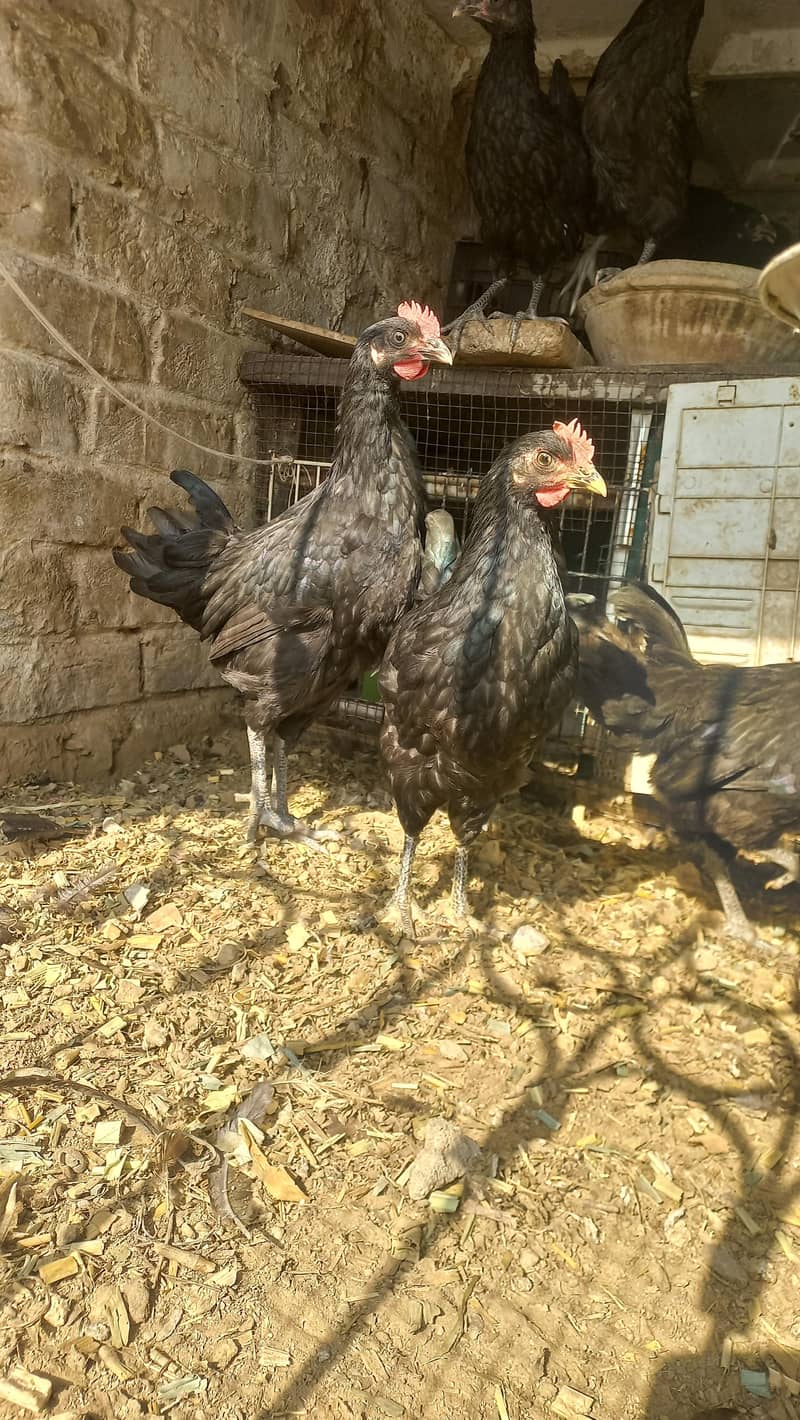 Austrlop pathian patha available 2
