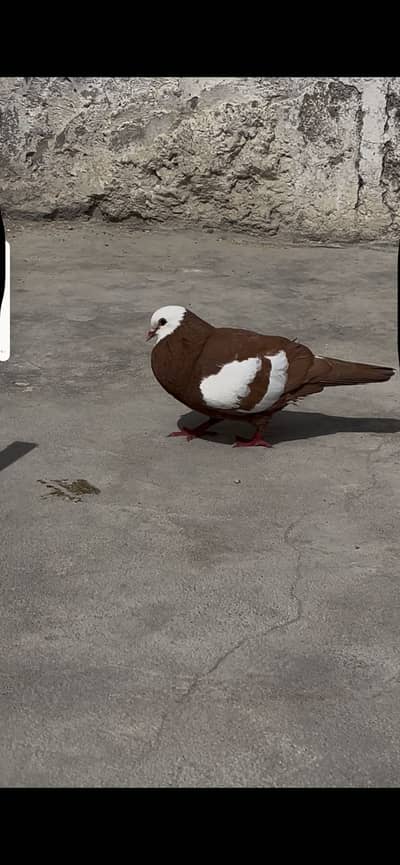 2 pairs for sell and white baar female