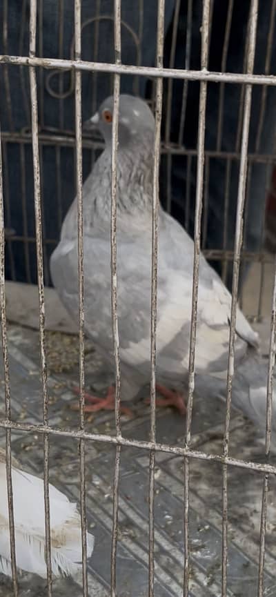 white baar female for sell