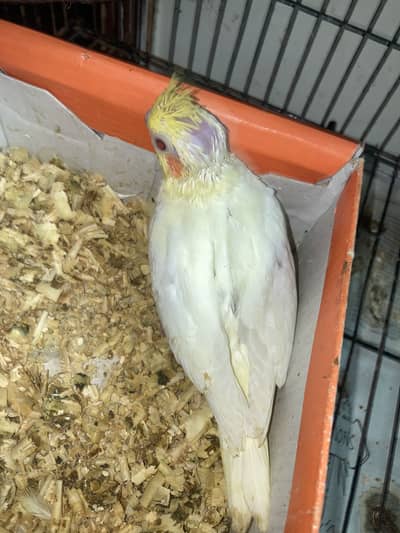 cocktail chick