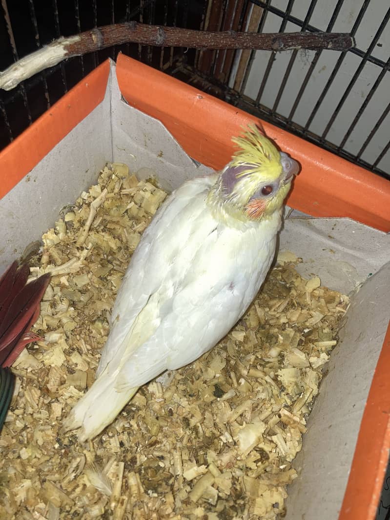 cocktail chick 1