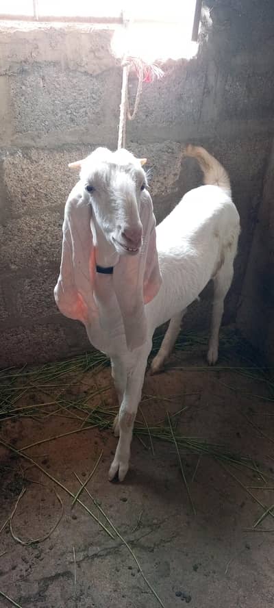 pure gulabi bakri 1st time cross hai active and healthy
