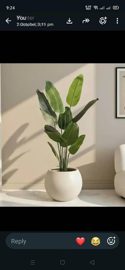 Plants Available Banana, Palm, Flower Tree