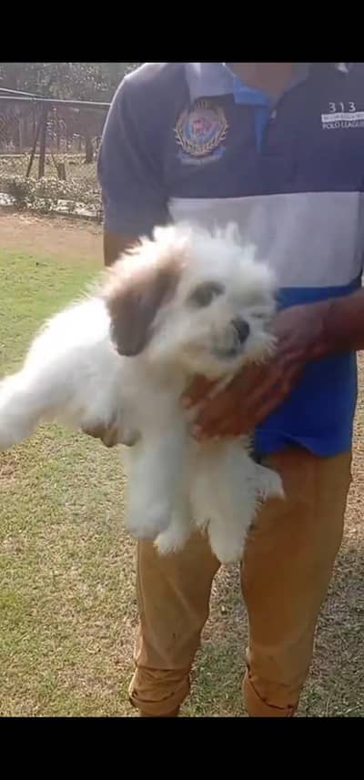 Shihtzu Female fully vaccinated and active