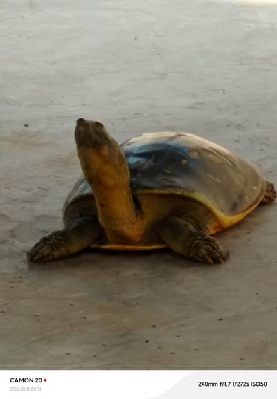 Indian flapshape turtle