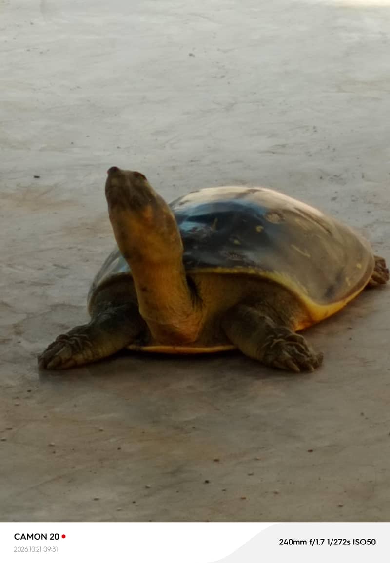 Indian flapshell  turtle 0