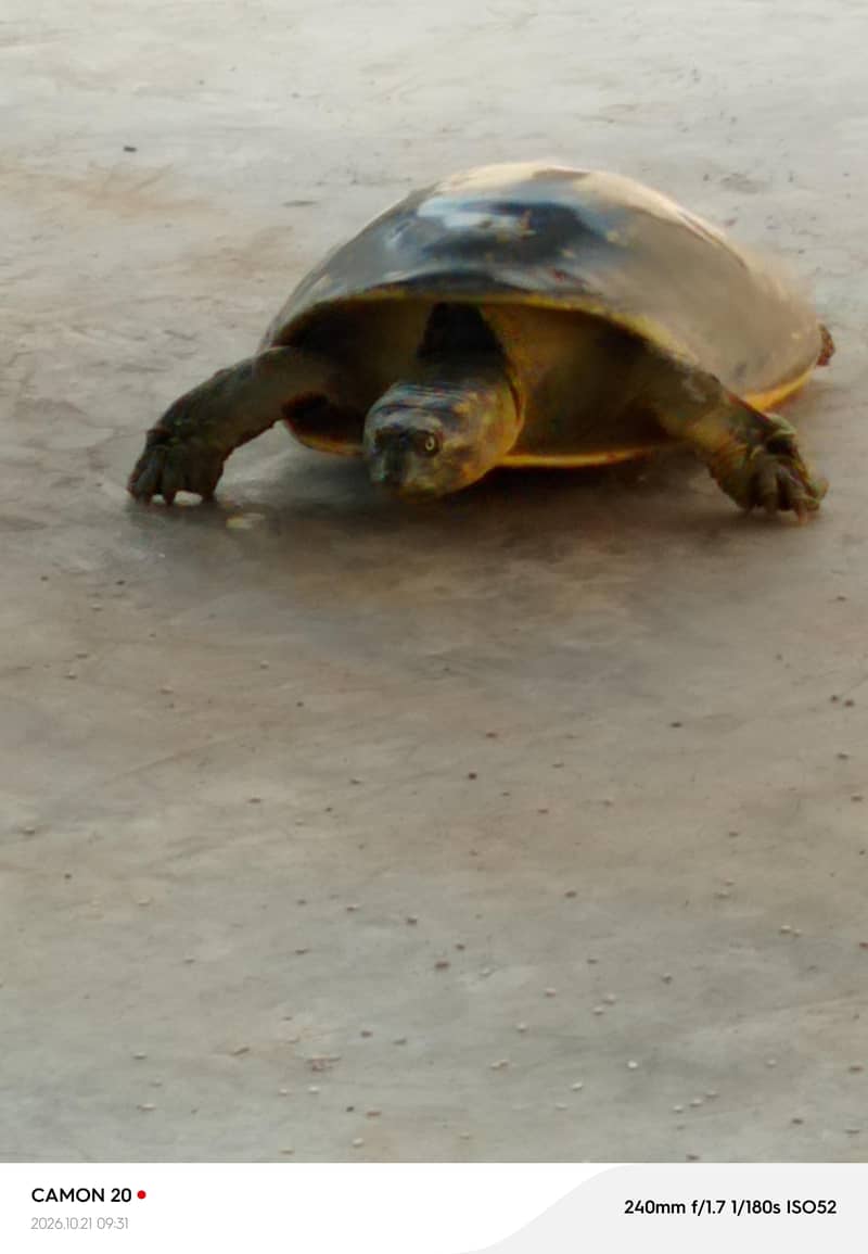 Indian flapshell  turtle 1