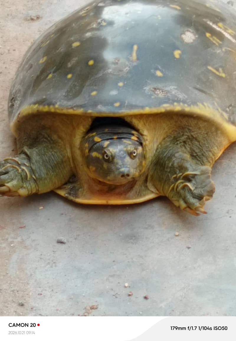 Indian flapshell  turtle 2