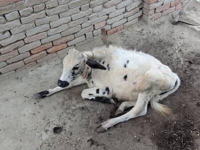 Cow for sale with his male baby