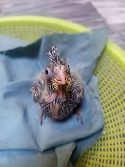 cocktail paroot chicks