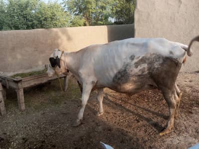 Cow for sale