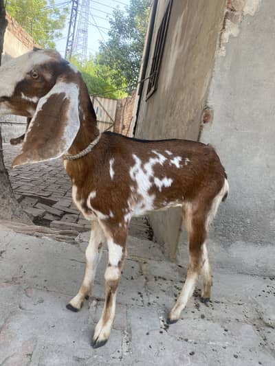 Female goat for sale